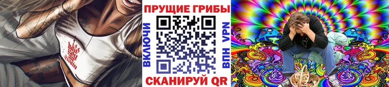 закладка  Зуевка  Галлюциногенные грибы Psilocybine cubensis 